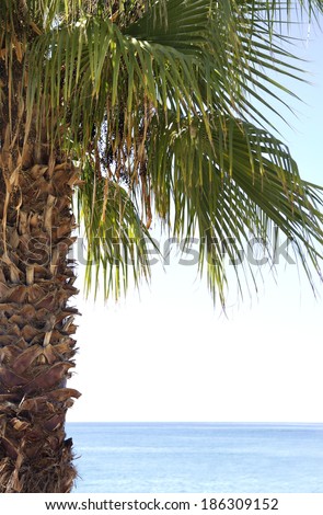 Palm leaves of tree in sunlight. Bright, green leave of palm trees against blue sky.