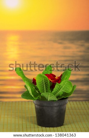 Pot with a primula on a bamboo cloth against the sea
