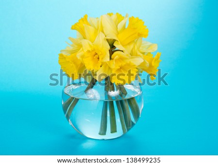 Gentle yellow narcissuses in a glass vase, on a blue background