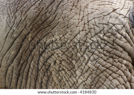 Elephant Skin texture