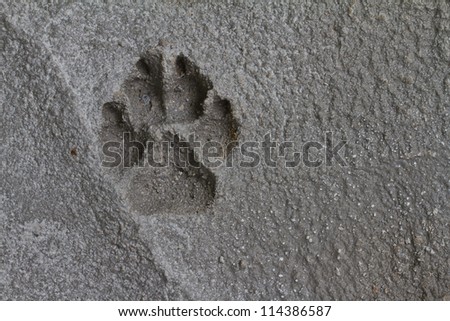Dog footprints on cement floor background