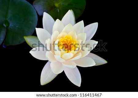 White lotus on black isolated background