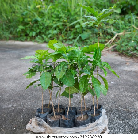coffee plant - coffee trees,Thailand