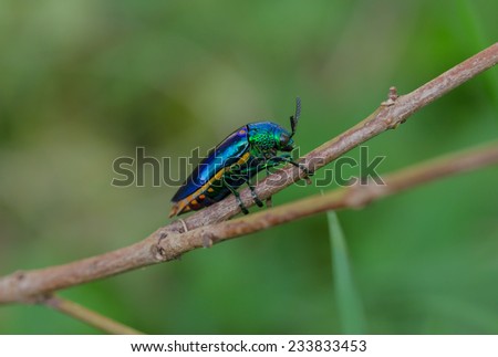 Metallic wood-boring beetle on tree in nature,Thailand