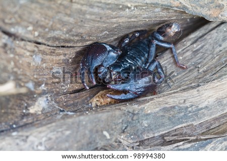 Black scorpion on wood in natural