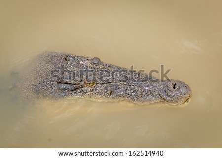 Crocodile jumping, Adelaide river, Kakadu National Park, Australia