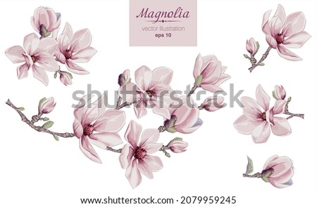 Vector flowers set with Magnolia flowers. Isolated elements with Magnolia flowers, brunches and leaves. Foto stock © 