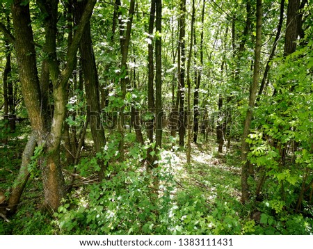 Similar – Image, Stock Photo These wild woods are roamed with wild women. A gorgeous brunette lingerie model lookin’ good from the back. Being all free in a forest. Her black bikini is a perfect fit for this wilderness.