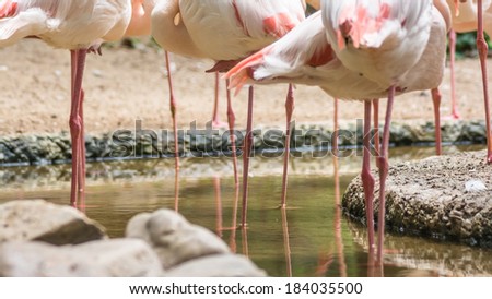 Legs flamingo