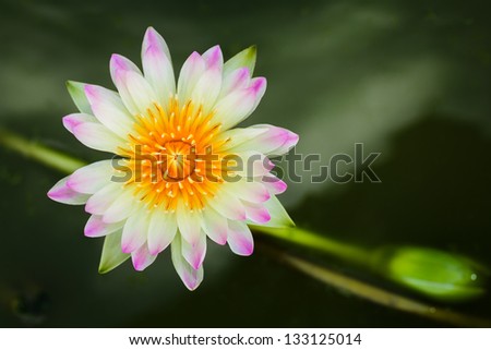 Top view of Beautiful Lotus in pond