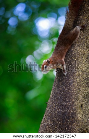 Closeup tree shrew, Small mammals native to the tropical forests