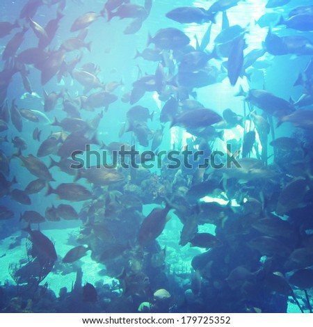 Underwater view of Fish in Ocean - instagram effect