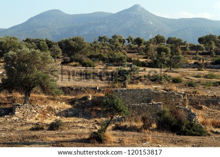 Old olive trees on the slope in North Cyprus
