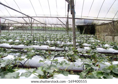 Greenhouse in the strawberry farm