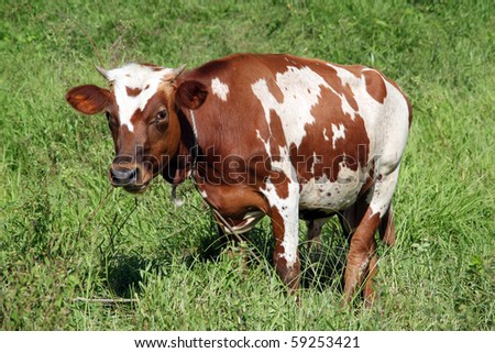 Brown cow on the green grass in rural area of Fiji