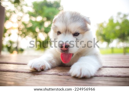 cute siberian husky puppy in garden