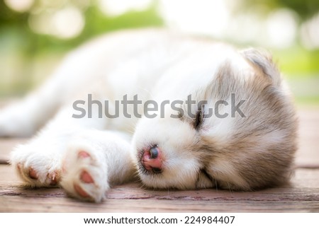 cute siberian husky puppy sleeping in garden