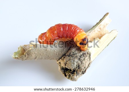 Round Headed Borer larva. Wood worm.