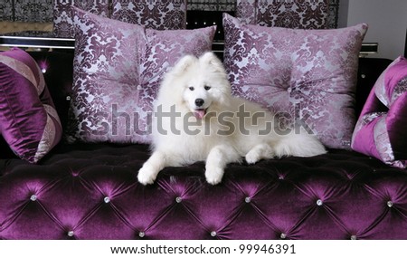Samoyed dog on the purple couch eclectic