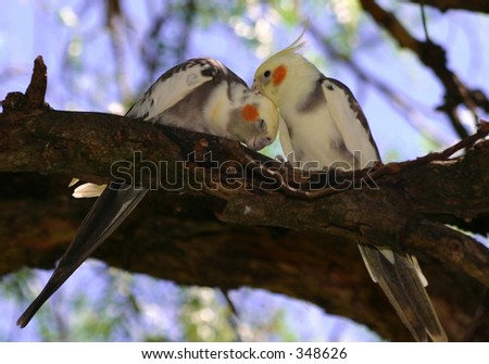 Two birds grooming each other in tree branch.