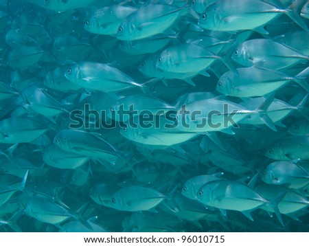 huge school of jackfish