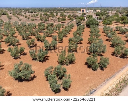 olive grove on the way to L'Àguila, Llucmajor, Mallorca, Spain Stock foto © 