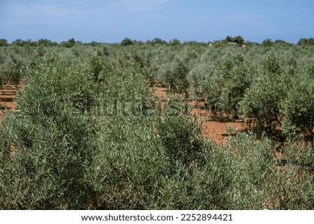 olive grove on the way to L'Àguila, Llucmajor, Mallorca, Spain Stock foto © 