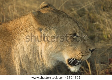 Young lion (panthera leo) at sunset