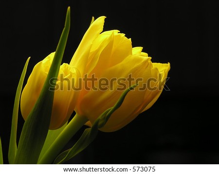 Bunch of yellow tulips on black background