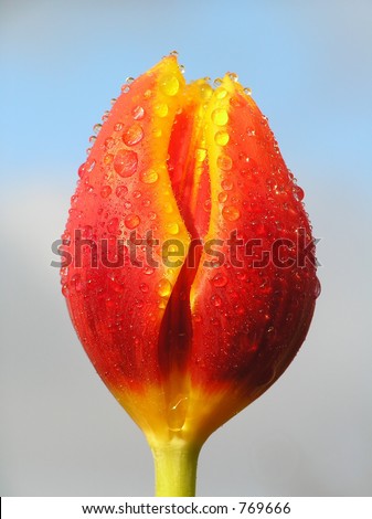 Red orange and yellow tulip with drops against blue sky