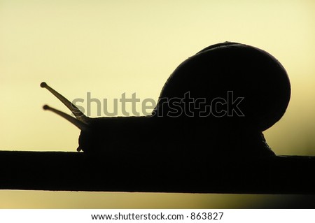 Black snail in silhouette climbing a branch at sunset time