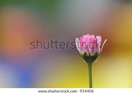 Single daisy placed on a background of colored blur