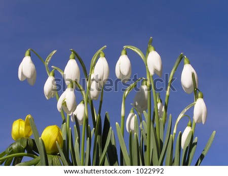 Group of winter snowdrop and a couple of winter aconite against clear blue spring sky