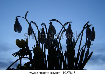 A couple of winter snowdrop and winter aconite as silhouette against clear blue evening sky