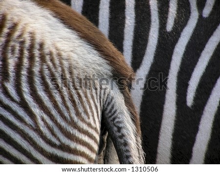 Details of zebra as a fur background