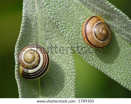 Pair of snails on green leaves on summer day