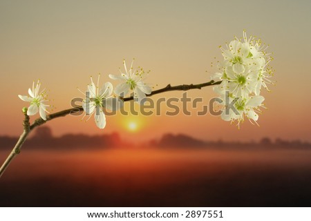 Close-up of white mirabelle flower against sun at sunset