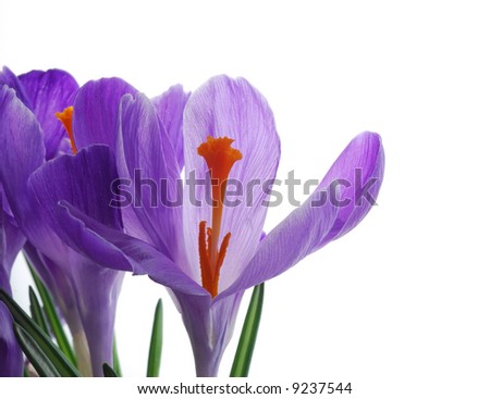 Close-up of violet spring crocus with transparent petals against white background