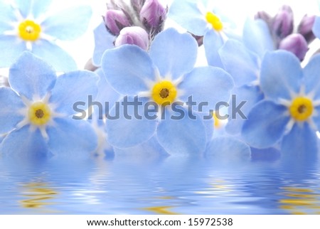 Close-up of blue Forget me not flower reflected in water