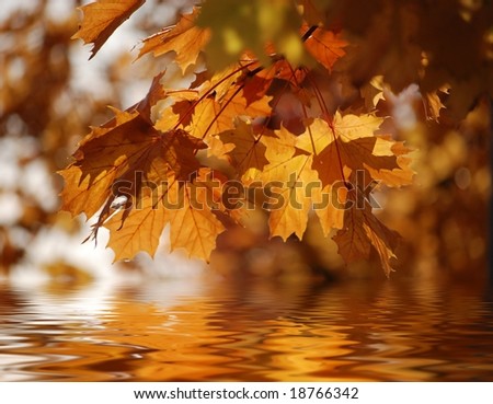 orange and brown autumn maple leaves reflected in water