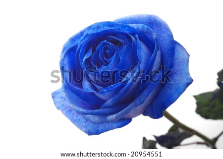 Close-up of blue rose against white background