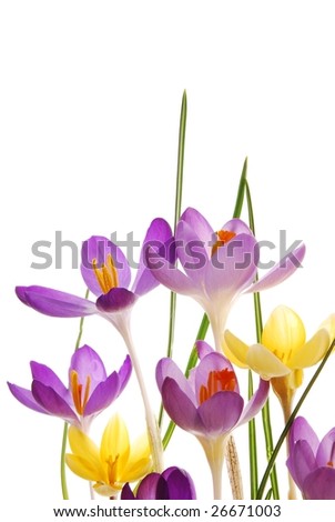 Close-up of violet and yellow spring crocus against white background