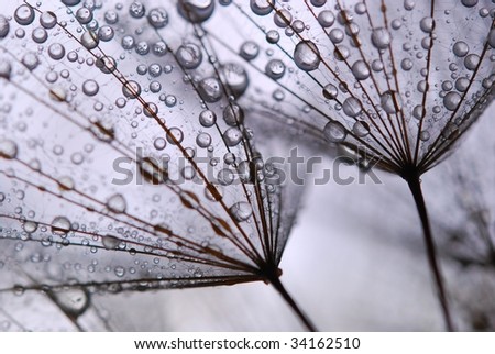 close-up of soft dandelion seeds to be used as background