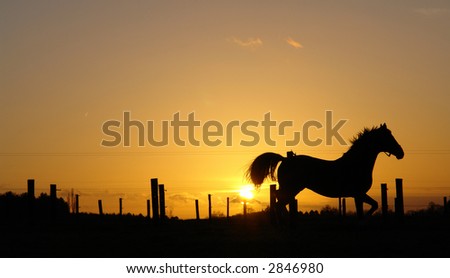 Horse silhouette sunset