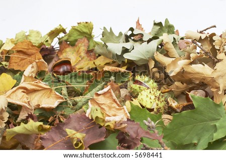 autumn leafs and chestnuts, autumn scenery