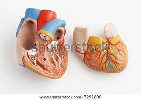 Anatomically Correct Model Of The Human Heart With Ventricles And Major ...