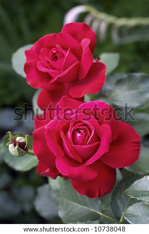 red roses in a garden