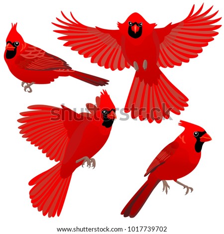 Bird Clipart Free Bird Cardinal Bird Clipart Stunning Free Transparent Png Clipart Images Free Download