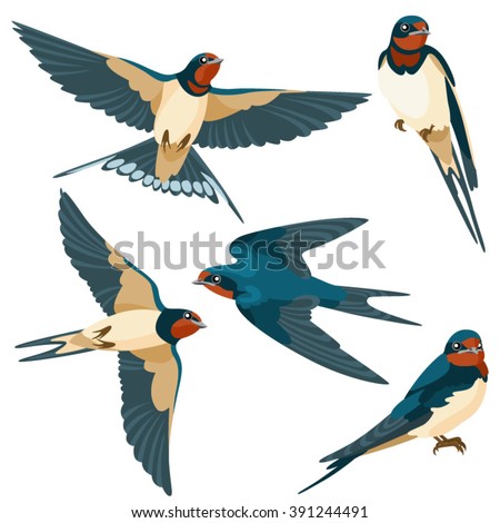 Swallows on white background / Three are two sitting swallows and three flying swallows in cartoon style
 Stock foto © 