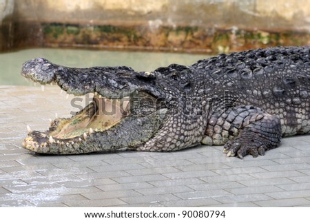 A crocodile opens mouth showing sharp teeth in the zoo